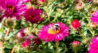 Le vespe in giardino non saranno più un problema: mia nonna le metteva in fuga così!