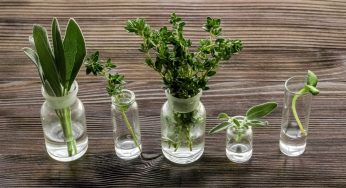 Erbe aromatiche: 10 piante da coltivare in acqua per tutto l’anno.