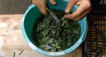 Macerato di pomodoro: un potente insetticida per le tue piante, ottimo contro la cavolaia