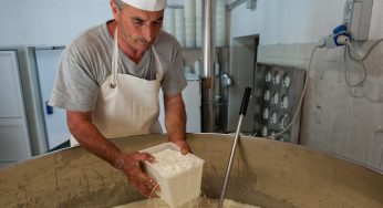 Congelare la ricotta è possibile? La risposta degli esperti