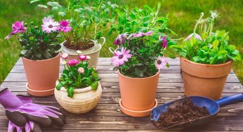 Fiori da coltivare a settembre: quelli perfetti per giardino e balcone