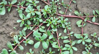 Portulaca: molti pensano sia solo un erba infestante, io ti mostro mia nonna come la usava!