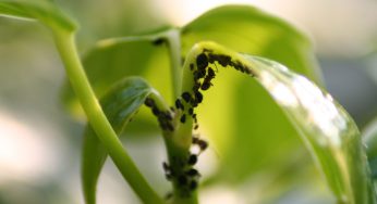 Il più potente pesticida naturale per le tue piante e il tuo orto è economico e veloce da fare