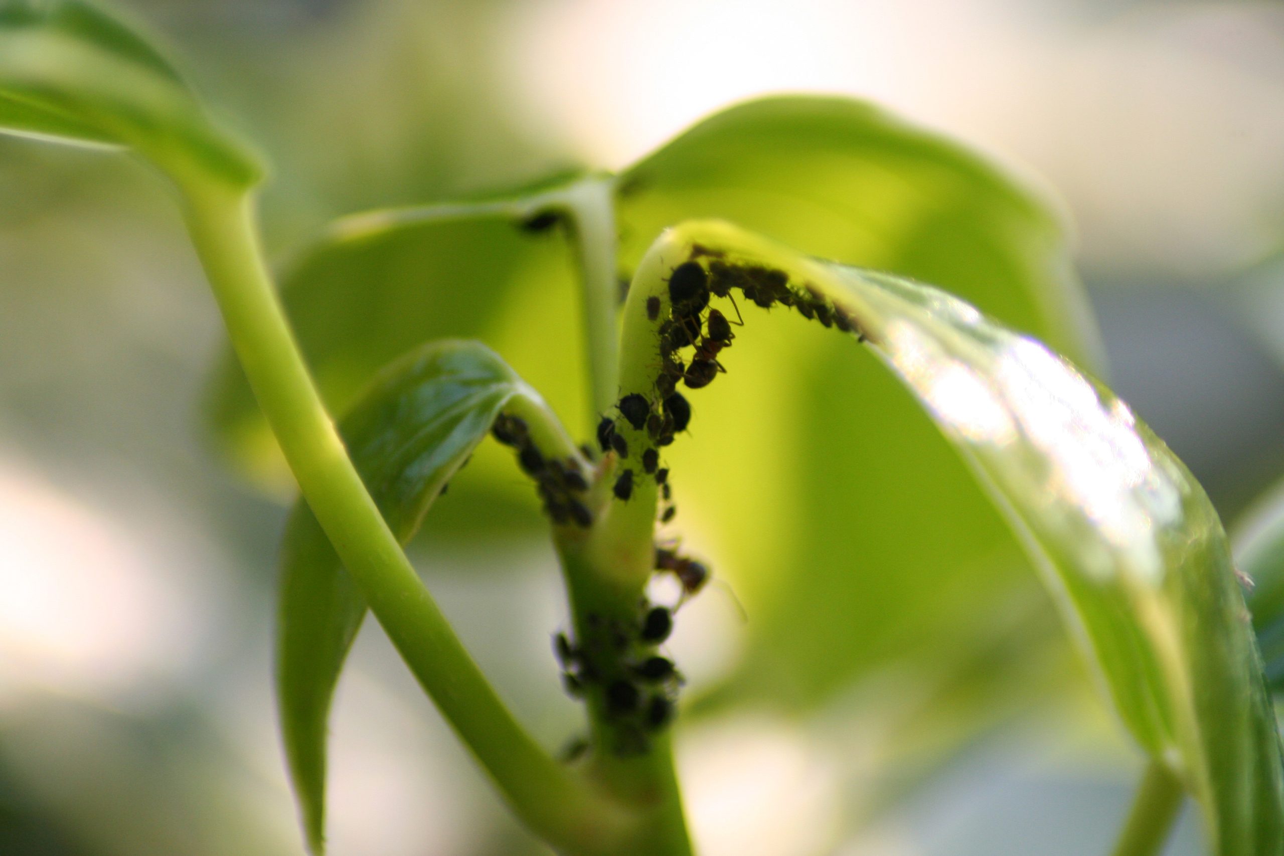 Il più potente pesticida naturale per le tue piante e il tuo orto è economico e veloce da fare