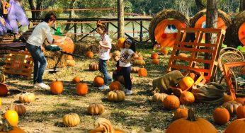 Scopri con noi i 5 Pumpkin patch più belli d’Italia: assolutamente da non perdere!