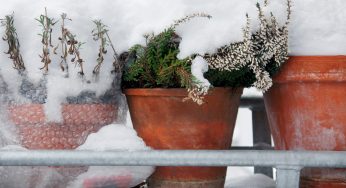 Angolo verde in inverno: 3 piante per il tuo balcone che resistono anche al gelo