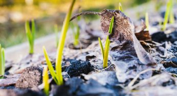 Orto: la pacciamatura è essenziale in inverno. Realizzala senza spendere 1 euro!