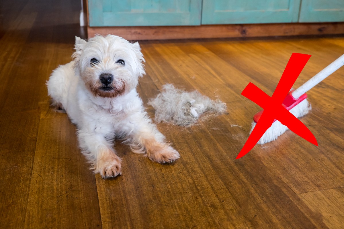 Peli di animali in casa: Scopri come in pochi step te ne liberi facilmente!