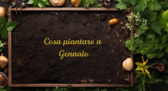 Cosa piantare a Gennaio: le piante perfette per orto, balcone e giardino