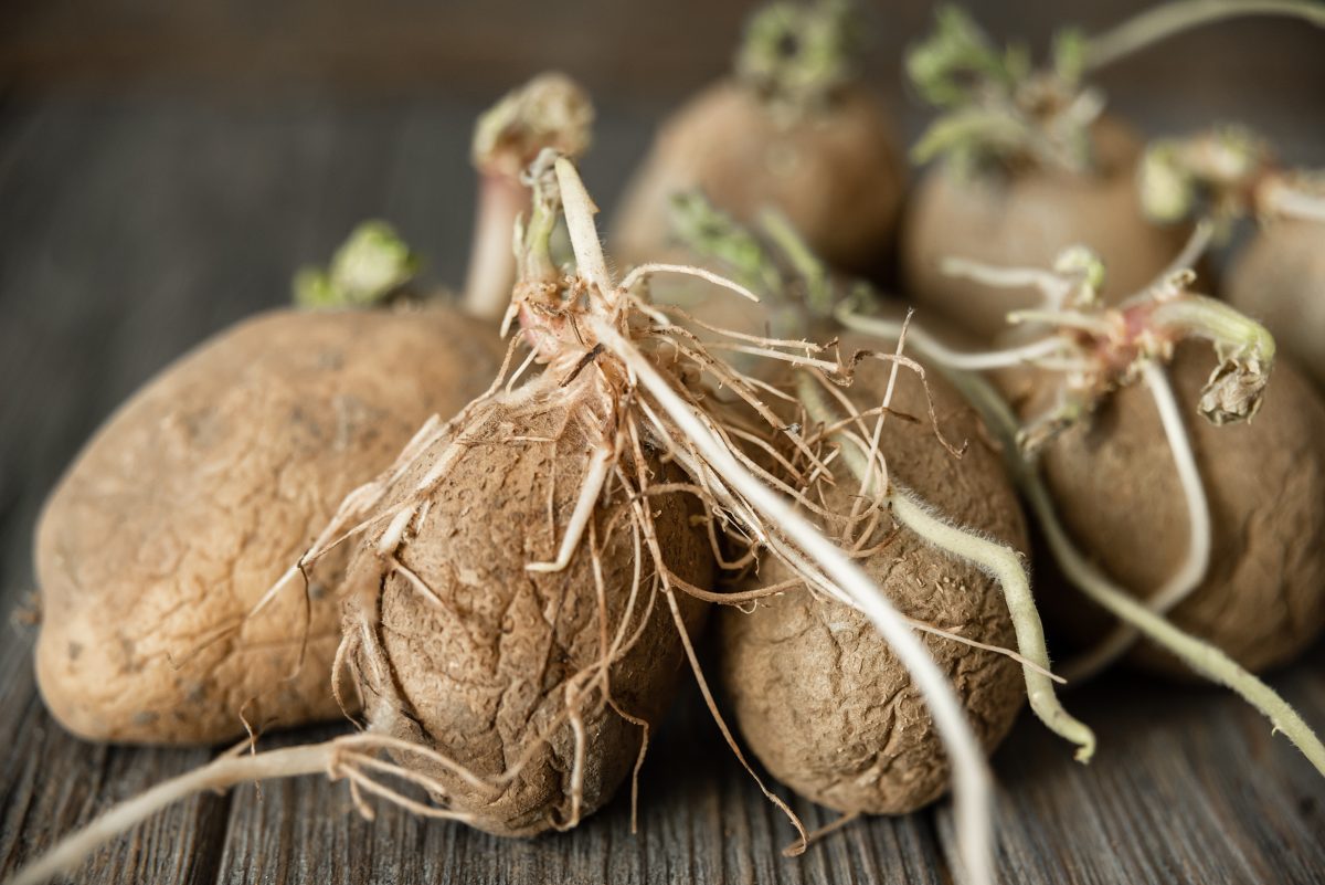 Patate vecchie e rinsecchite: mia nonna mi ha insegnato ad usarle così