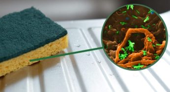 Spugnette per piatti: un vero ricettacolo di batteri, disinfettale così!