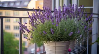 Coltivare la lavanda sul tuo balcone: è semplicissimo, scopri tutti i segreti