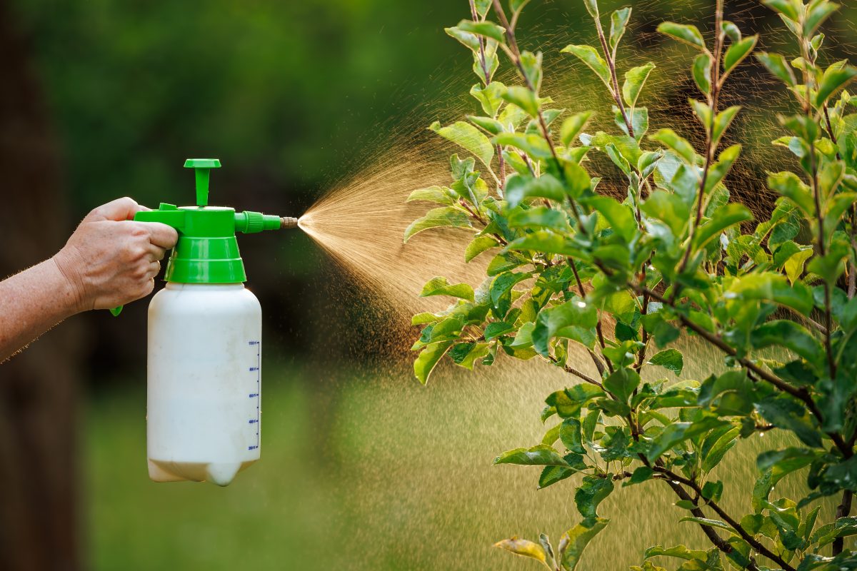 Mai più afidi, cocciniglie sulle tue piante: scopri come eliminarli in modo semplice e naturale!