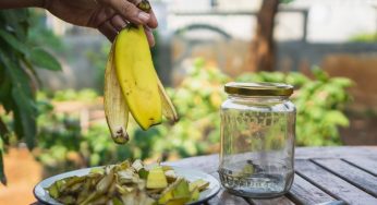 Bucce di banana: 5 metodi super efficaci per riciclarle in modo in solito