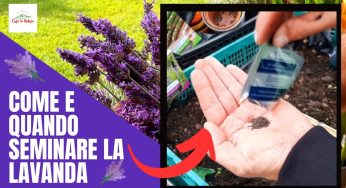 Quando piantare la lavanda e come fare