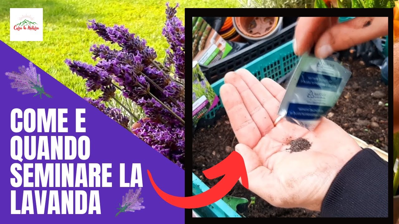 Quando piantare la lavanda e come fare