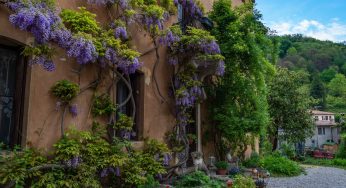 Piante rampicanti in giardino: scopri quali sono le migliori per trasformalo in un paradiso colorato!