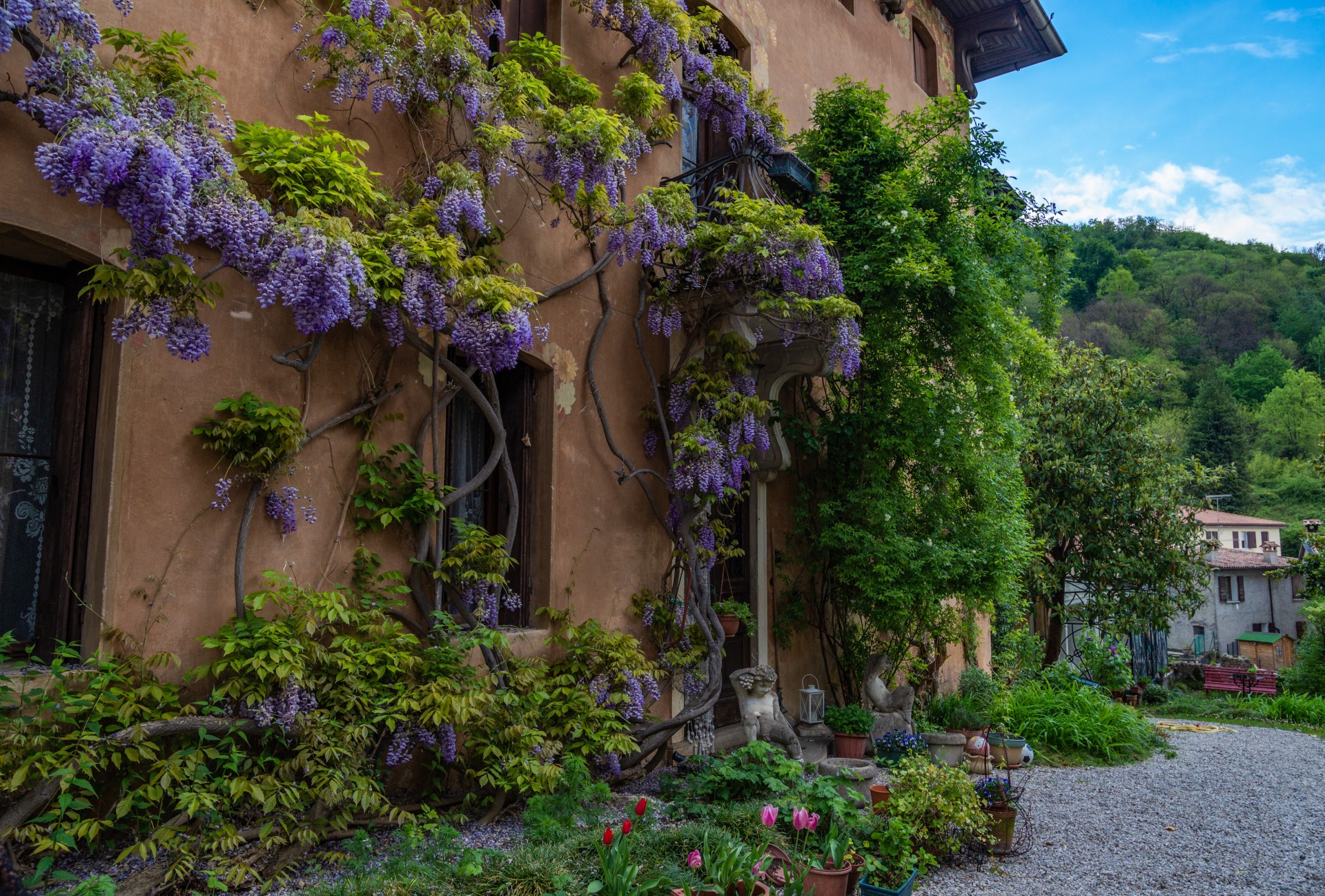 Piante rampicanti in giardino: scopri quali sono le migliori per trasformalo in un paradiso colorato!