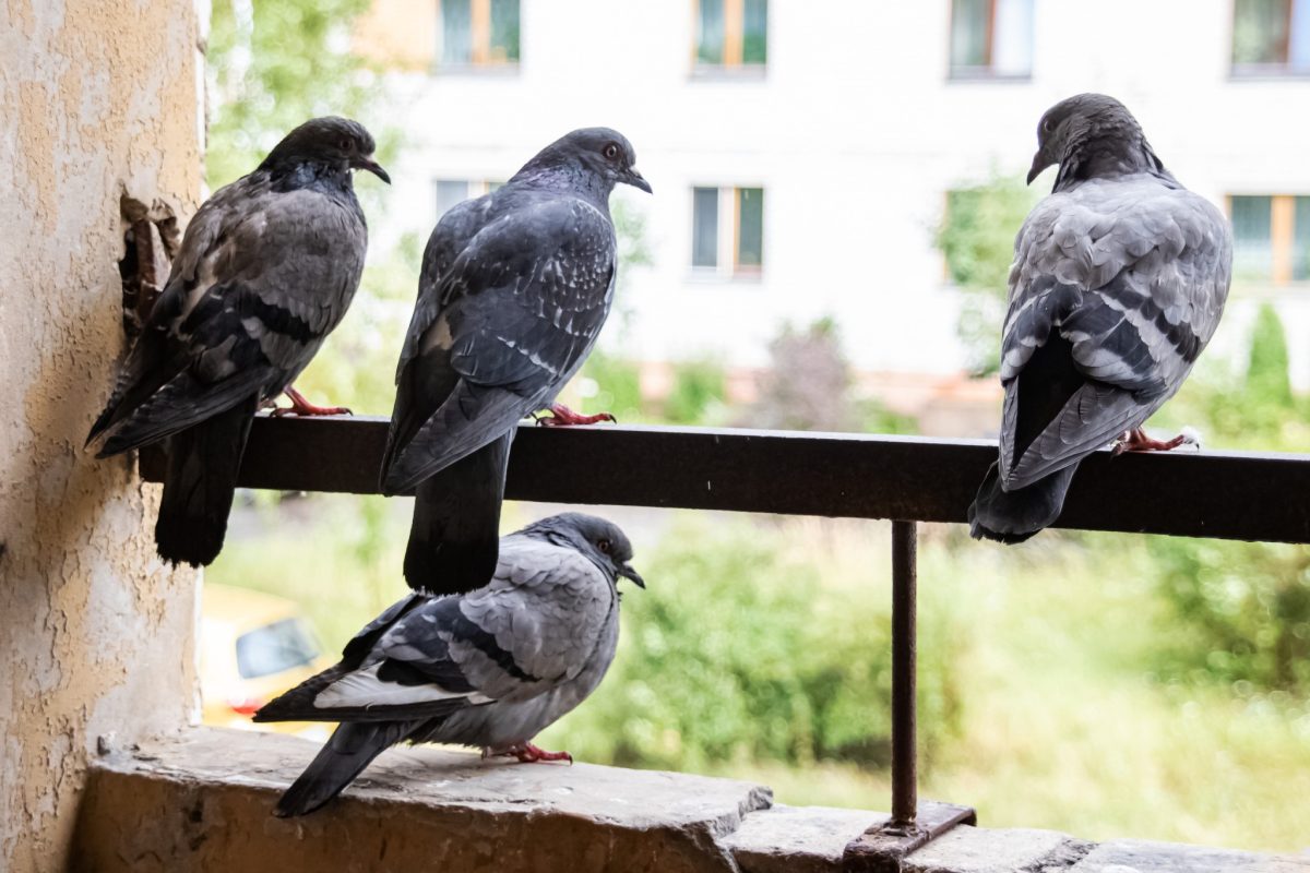 Mi sono liberata dei piccioni sul mio balcone grazie ai trucchi della nonna