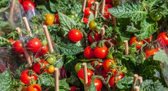 Coltivare Pomodori sul balcone: come ottenere un buon raccolto! Tutti i segreti!