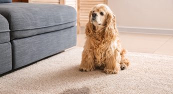 Macchie di pipì del cane: da quando ho scoperto questo metodo non sono più un problema!