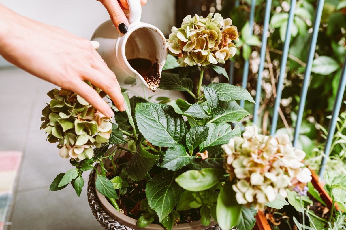 Fondi del caffè: il metodo giusto per usarli in giardino. Scopri come fare