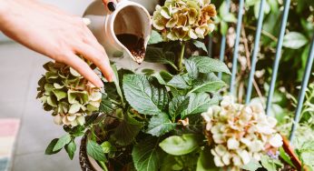 Fondi del caffè: il metodo giusto per usarli in giardino. Scopri come fare