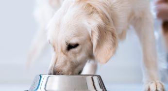 Come preparare un’integratore di calcio per cani: uso solo ingredienti naturali e a costo zero! È facilissimo