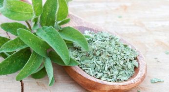 Salvia: usi, proprietà, infusi e antichi riti