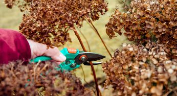 Potare le ortensie in autunno: perché è consigliabile farlo in questo periodo