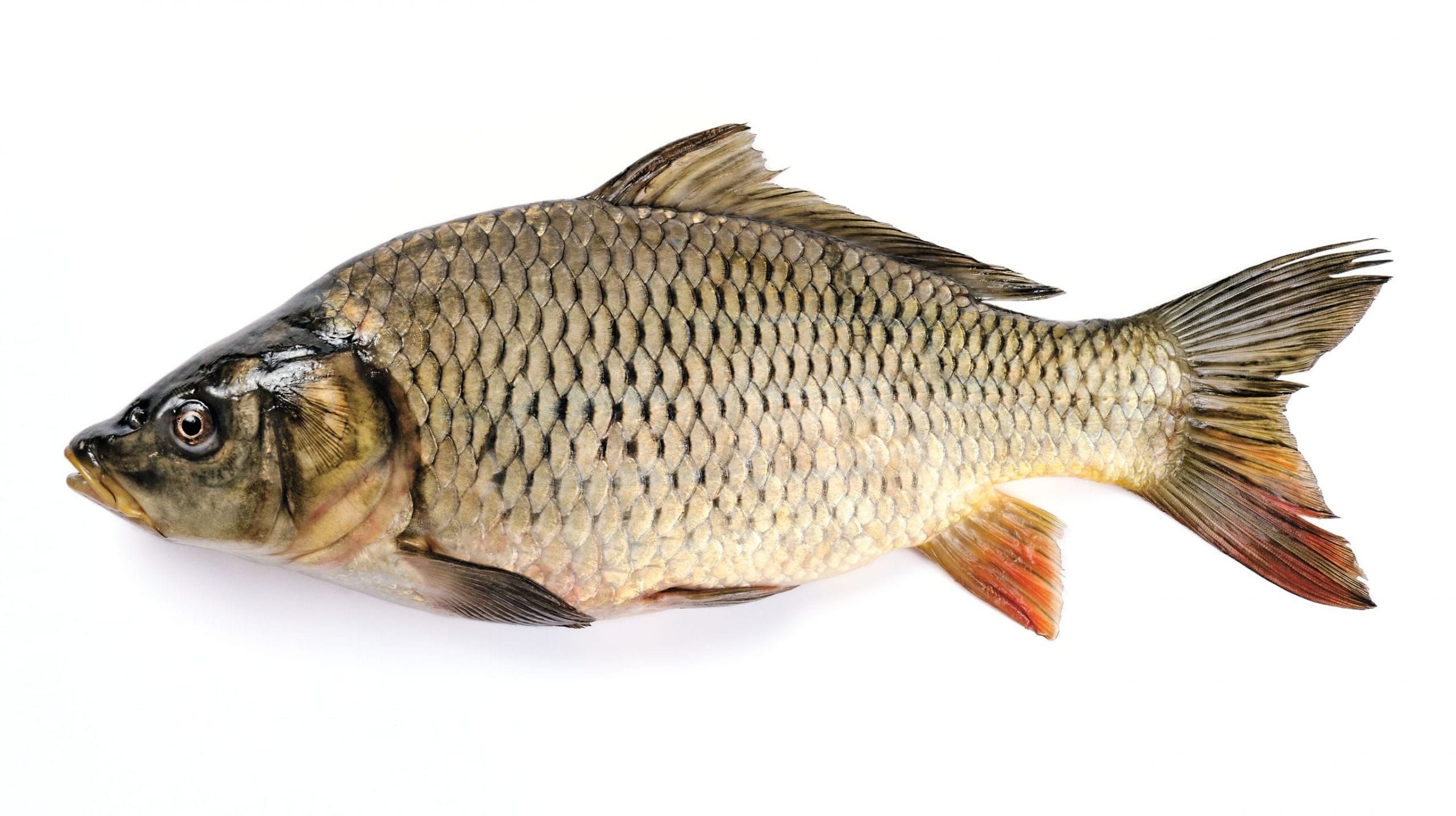 Carpa