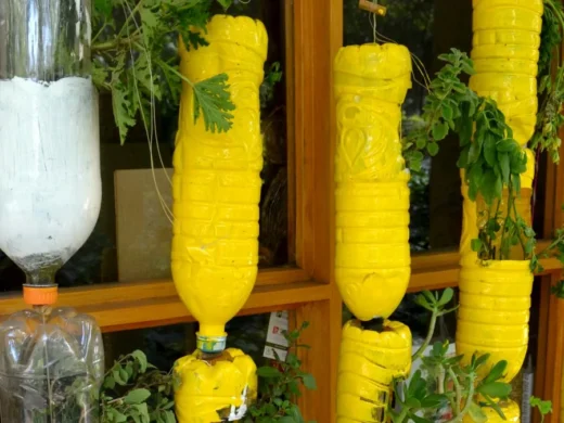 Immagine editoriale per Bottiglia di plastica, non buttarla: diventa un semenzaio da finestra per semi e aromatiche