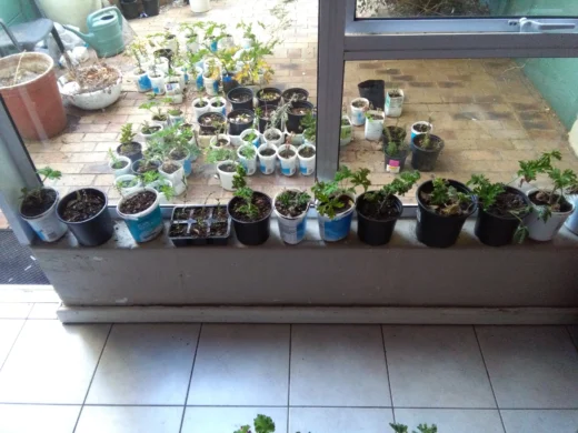 Immagine editoriale per Vasi riciclati per il giardino: le 3 regole che fanno la differenza davvero