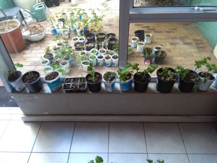 Immagine editoriale per Vasi riciclati per il giardino: le 3 regole che fanno la differenza davvero